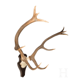 Zwei Jagdtroph&auml;en Hirschgeweih