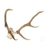 Zwei Jagdtroph&auml;en Hirschgeweih