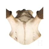 Zwei Jagdtroph&auml;en Hirschgeweih