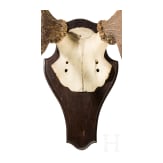 Zwei Jagdtroph&auml;en Hirschgeweih