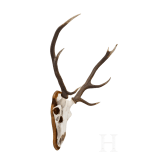 A Swedish red deer's head, 20th century