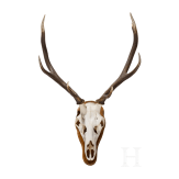 A Swedish red deer's head, 20th century