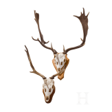 Two Swiss or Scandinavian fallow deer heads, 20th century