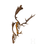 Two Swiss or Scandinavian fallow deer heads, 20th century