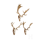 Three Swiss or Scandinavian fallow deer heads, 20th century