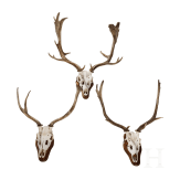 Three Swiss or Scandinavian fallow deer heads, 20th century