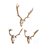 Three Swiss or Scandinavian fallow deer heads, 20th century