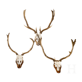Three Swiss or Scandinavian fallow deer heads, 20th century