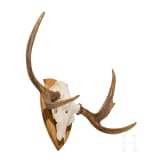 A Swedish moose's head, 20th century