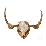 A Swedish moose's head, 20th century