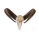 An Austrian mouflon trophy, 20th century