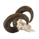 An Austrian mouflon trophy, 20th century