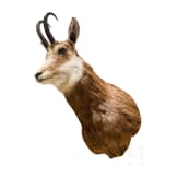 Four Austrian chamois trophies, 20th century