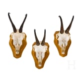 Four Austrian chamois trophies, 20th century