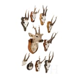 Ten German or Austrian deer trophies, 20th century