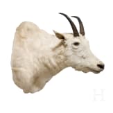 A trophy of a North American mountain goat, 20th century