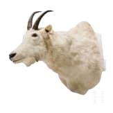 A trophy of a North American mountain goat, 20th century