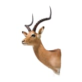 An East or South African Impala trophy, 20th century