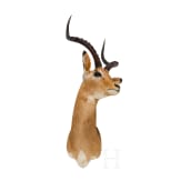 An East or South African Impala trophy, 20th century