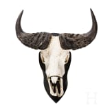 A South African trophy of an African buffalo, 20th century