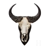 A South African trophy of an African buffalo, 20th century