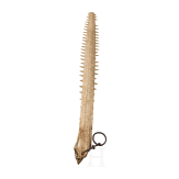 A rostrum of a sawfish, circa 1800
