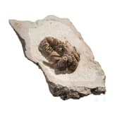 A petrified trilobite