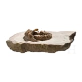 A petrified trilobite