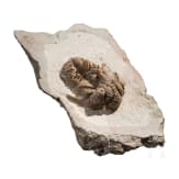 A petrified trilobite
