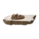 A petrified trilobite