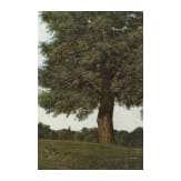 An English park scene, circa 1900