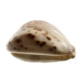 Beschnitzte Tigerschnecke (Cypraea tigris), deutsch, 19. Jhdt.