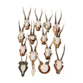 15 German/Austrian/Swedish deer antlers, 20th century