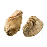 Zwei Mammut-Backenz&auml;hne, oberes Pleistoz&auml;n, ca. 100.000 - 10.000 v. Chr.