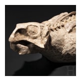 Versteinerter junger Dinosaurier