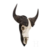 A South African trophy of an African buffalo, 20th century