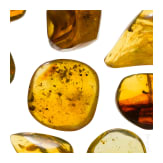 12 amber stones with inclusions