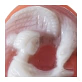A agate stone cameo with Hebe and the eagle of Zeus, 19th century