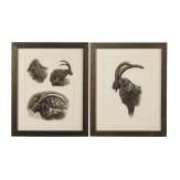 A pair of signed ibex drawings, dated 2006
