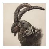 A pair of signed ibex drawings, dated 2006