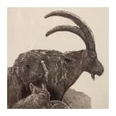 A pair of signed ibex drawings, dated 2006