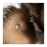 F&uuml;nf Steiff-Tiere, deutsch, 20. Jhdt.