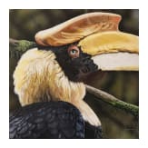 Christopher Stephens, "Indian Hornbill, female", England, datiert 1998