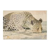 Leigh Voight, "Leopard drinking", S&uuml;dafrika, datiert 1997