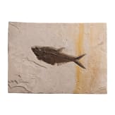 Gro&szlig;e Kalksteinplatte mit Fischfossil, wohl Eoz&auml;n