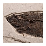 Gro&szlig;e Kalksteinplatte mit Fischfossil, wohl Eoz&auml;n