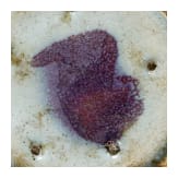 A purple-splashed Jun bowl, probably Northern Song or Jin Dynasty (12th century)