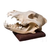 A taxidermied wolf skull, European, 20th century
