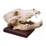 A taxidermied wolf skull, European, 20th century
