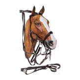 A bridle for the Uhlan Regiment No. 21 "Kaiser Wilhelm II, King of Prussia"